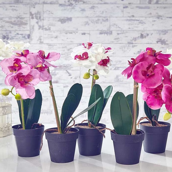 Red Viverista - Exoticas